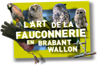 L’art de la fauconnerie en Brabant wallon
